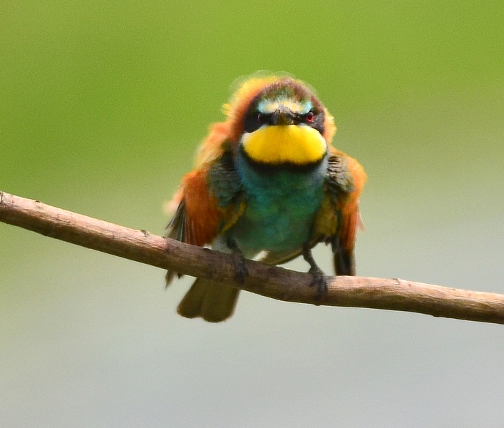 Il gruccione incazzato !!